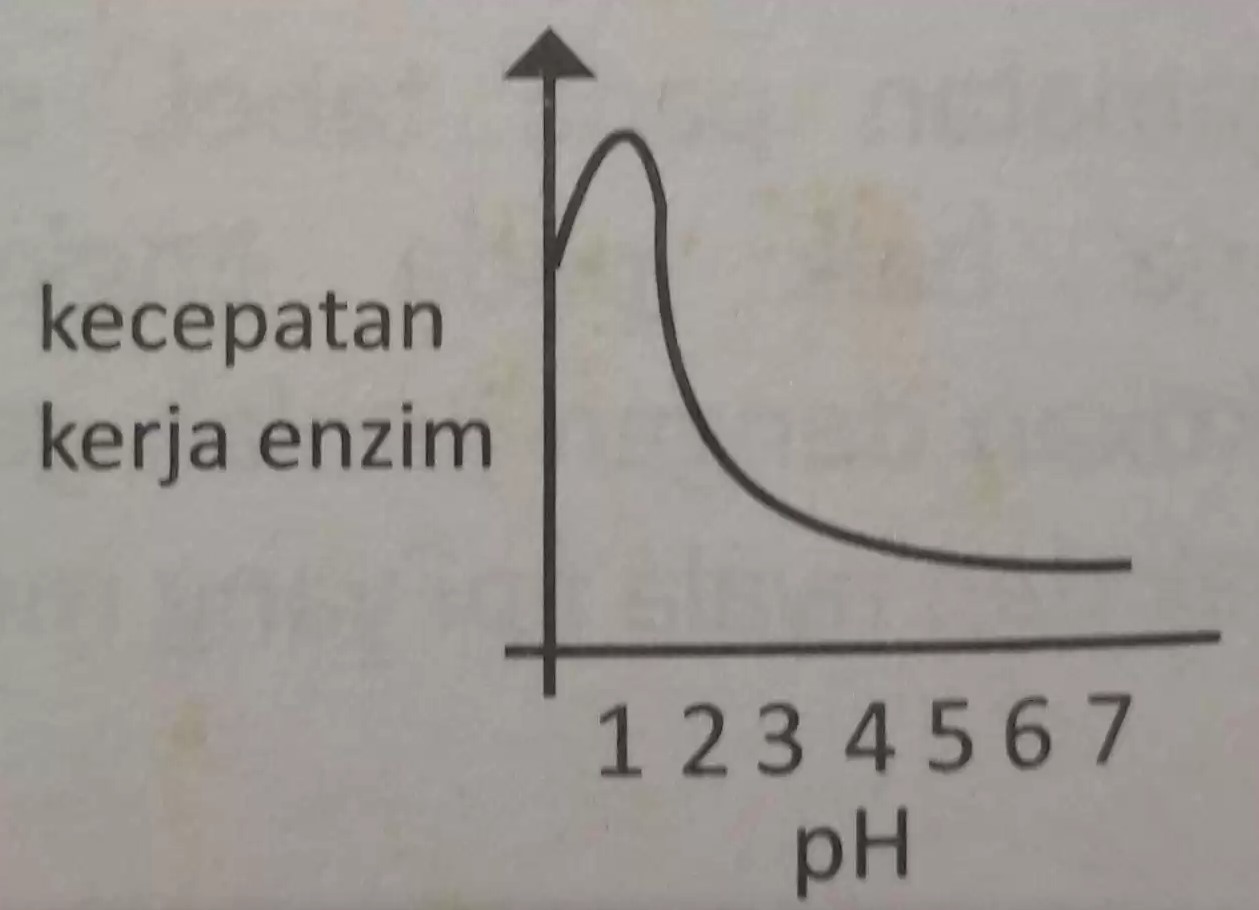 perhatikan grafik hubungan antara kecepatan enzim dan ph berikut grafik menunjukkan bahwa enzim