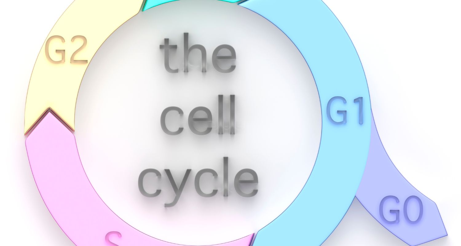 pada interfase daur sel terjadi aktivitas berikut kecuali